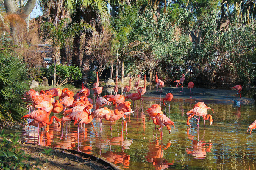 朱鹮鸟朱鹮又名红尾朱鹮是池塘里的鸟类图片
