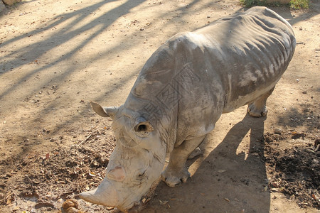 犀牛akaRhino哺乳动物图片