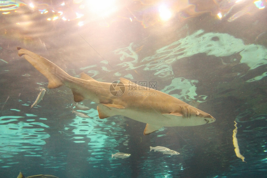 鲨鱼鱼鲨鱼SelachimorphaSelachii鱼类动物图片