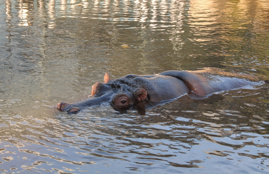 河马哺乳动物河HippopotomusamphibiusakaHippopo动物在水池中的哺乳动物图片