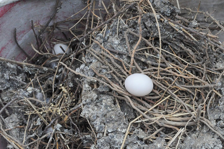 鸽鸟家养的蛋图片