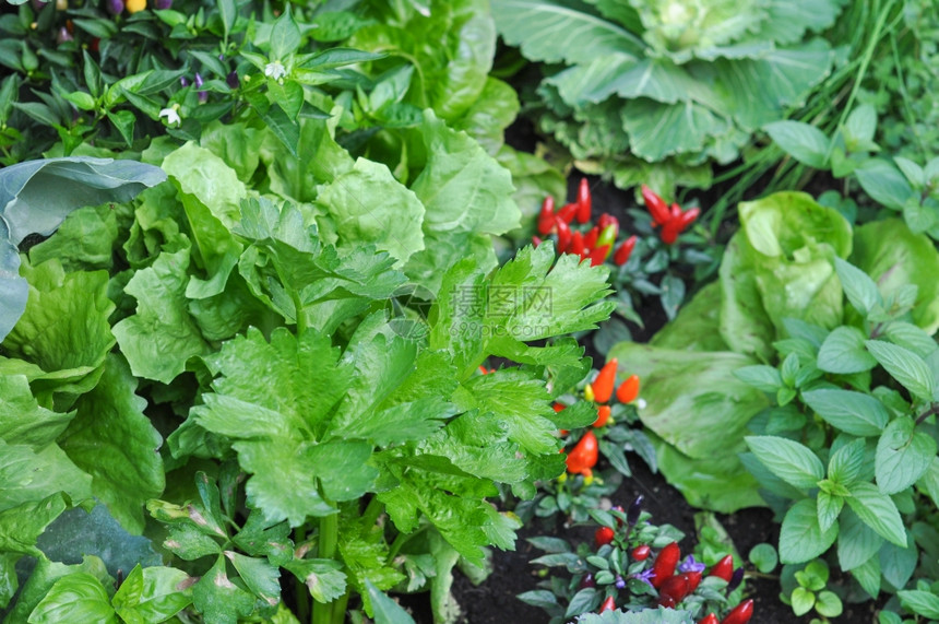 蔬菜植物包括红辣椒薄粉和面图片