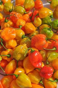 红辣椒蔬菜Capsicumakabell辣椒蔬菜素食品图片
