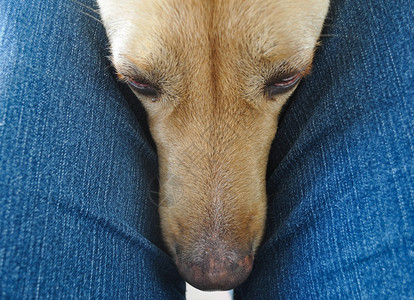 拉布拉多犬拉布拉多猎犬又名拉布拉多或拉布拉多图片