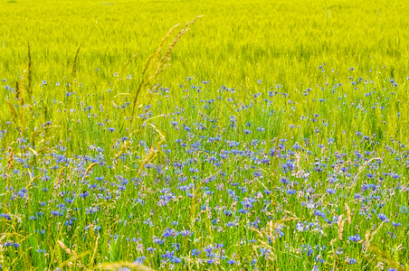 作背景用的草原上的蓝色小花背景图片