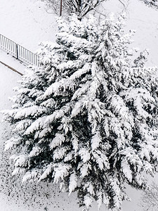 冬季积雪覆盖的高动态HDR树背景图片