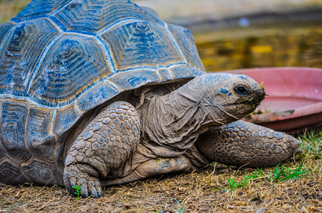 阿尔达布拉巨型乌龟爬虫动物高态范围HDR阿尔达布拉巨型乌龟Aldabrachelysganantea爬虫动物背景图片