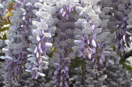 紫罗兰花朵开图片
