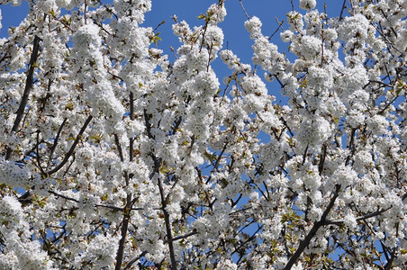 樱桃树花普鲁纳斯树花背景图片