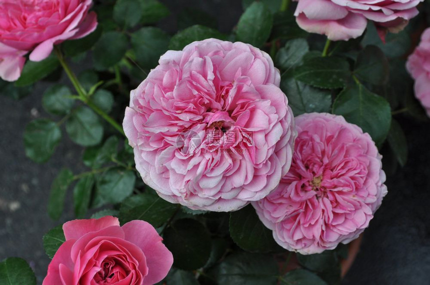 粉红色玫瑰花常年灌木genusRosa花朵图片