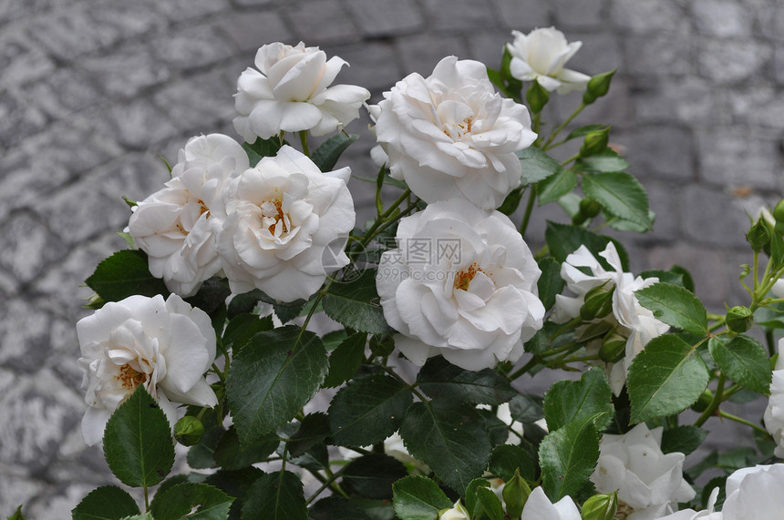 白玫瑰花常年灌木genusRosa花朵图片
