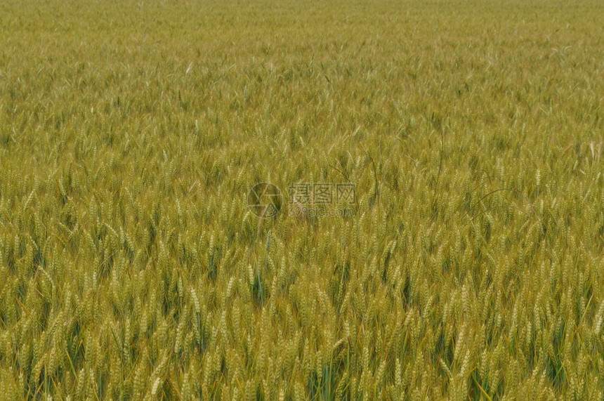 小麦玉米背景小麦玉米背景图片