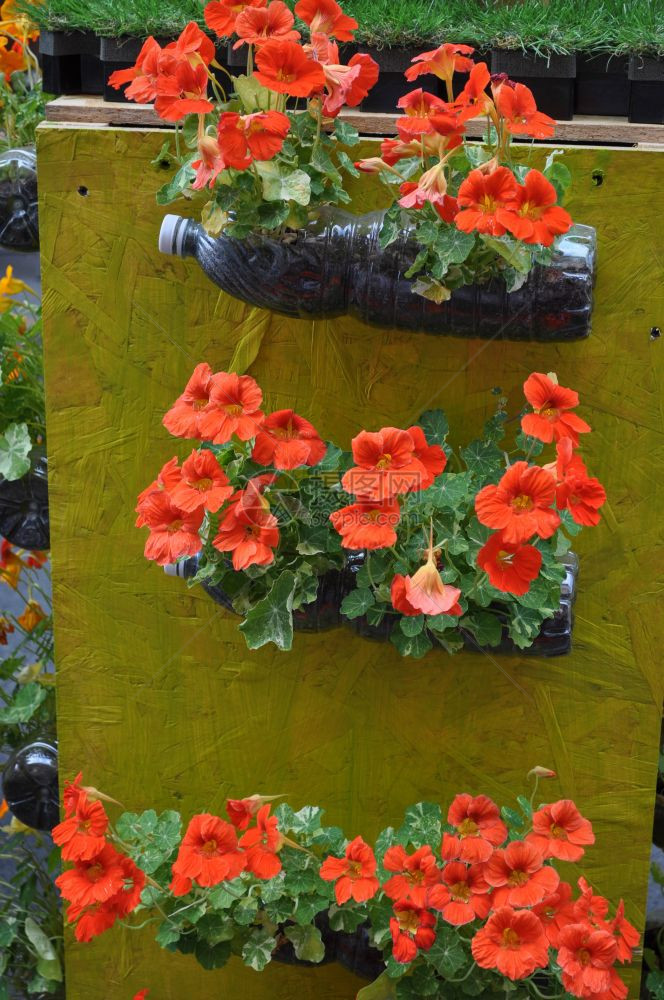 花卉和植物作为背景图片