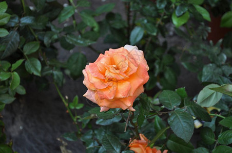 橙色玫瑰花朵橙色玫瑰花图片