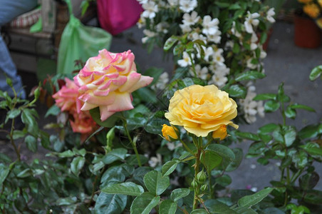 黄花和粉玫瑰黄和粉玫瑰常年灌木genusRosa花图片