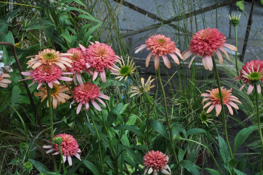 花卉和植物作为背景图片