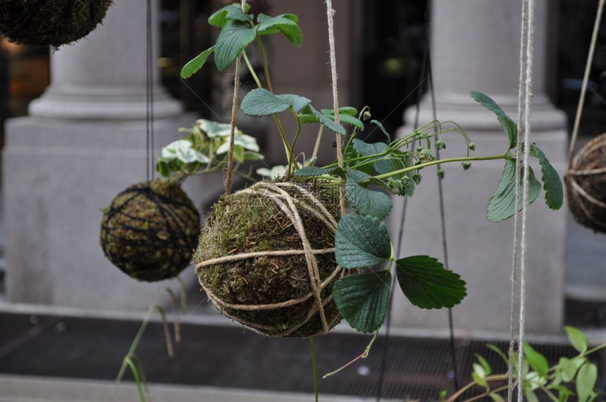 花卉和植物作为背景图片