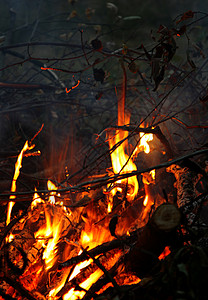 在烈火中烧灼的树枝图片