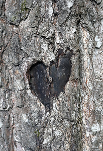 树干上闪光枝的星际爱情符号图片