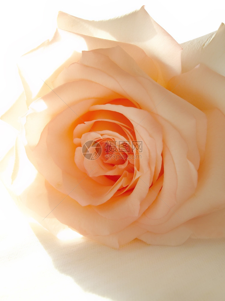 精细的粉红玫瑰和阳光图片