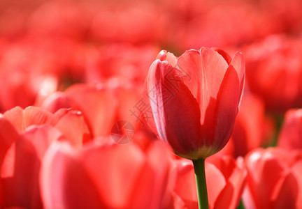 美丽的红色郁金香在阳光下发图片