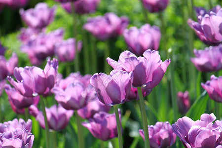 春天公园美丽的郁金香图片