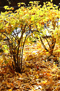 在阳光下闪耀着明亮黄色树叶的秋灌木丛图片