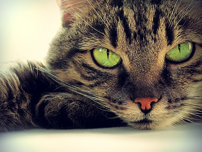 绿眼猫肖像图片