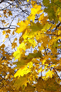 秋色的明黄叶背景图片