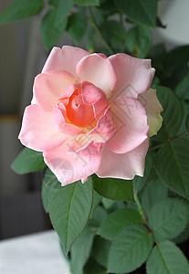 美丽的粉红色玫瑰紧贴近图片