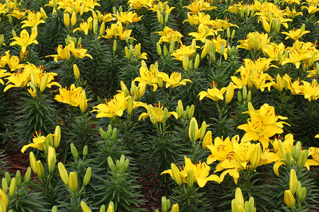 明亮美丽黄色百合花朵的床图片