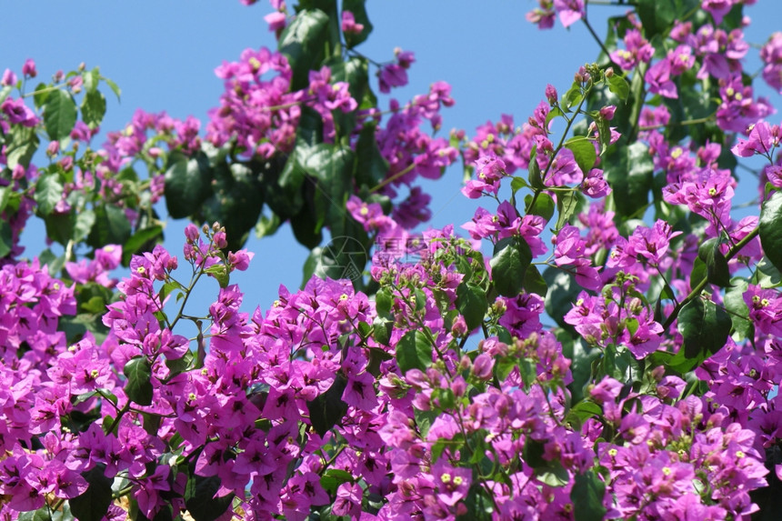 蓝天空背景的美丽布加维亚花朵图片