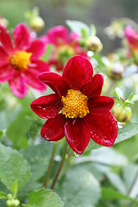 美丽的花朵Dahliavalibilis有水滴高清图片