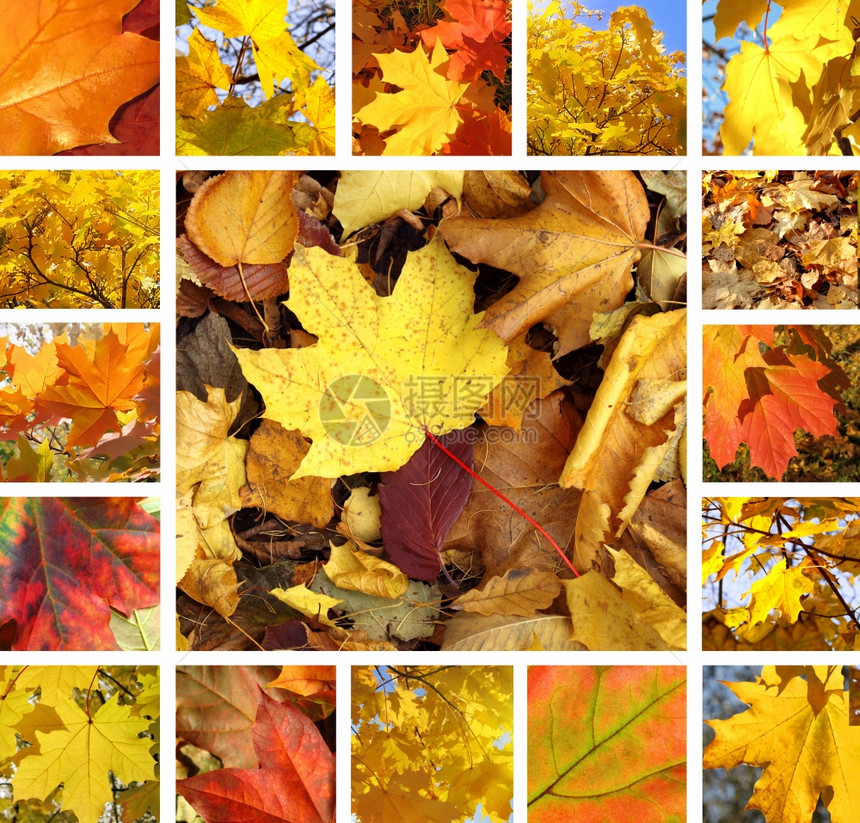与美丽的秋叶树照片拼贴图片