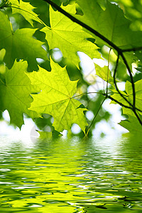 绿树林中带水波纹的新绿树枝图片