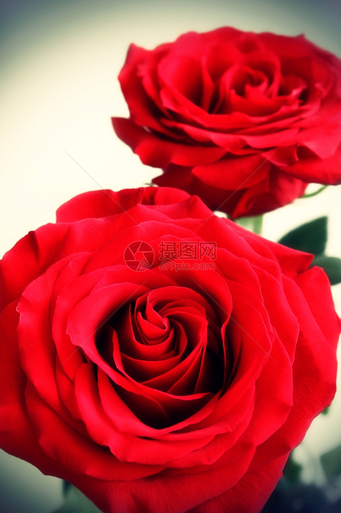 白色背景的红玫瑰图片