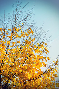 天空背景的明黄色秋树图片