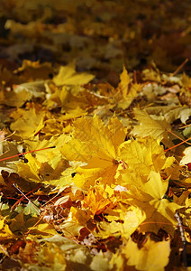 阳光下的秋叶秋枝图片
