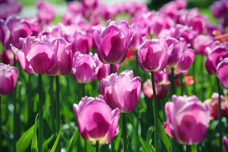 春背景有美丽的明亮郁金香图片