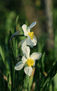 美丽的泉水仙子Narcissus图片