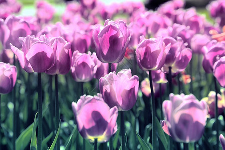 春年背景有美丽明亮的郁金香图片