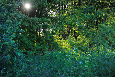 自然绿色背景有树木灌和阳光图片