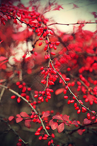 熟的莓树枝红色浆果小檗高清图片