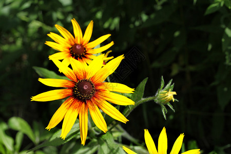 鲁德贝基亚夏花园中明亮黄色的Rudbeckia花朵背景