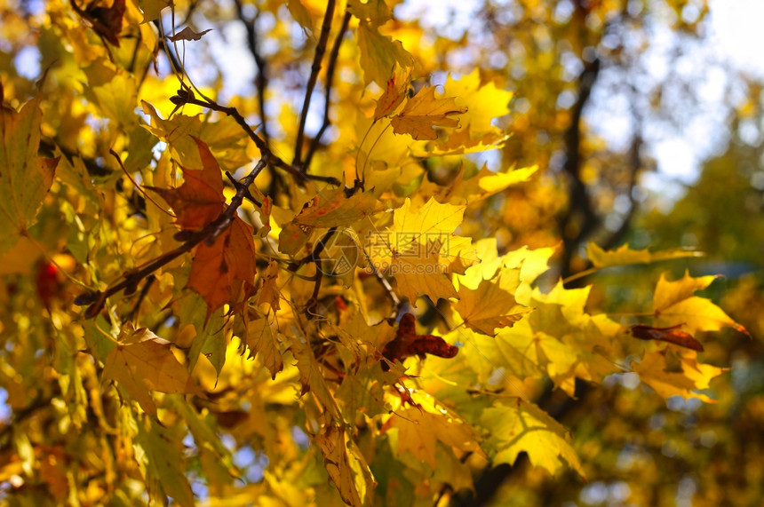 阳光下的秋叶秋枝图片