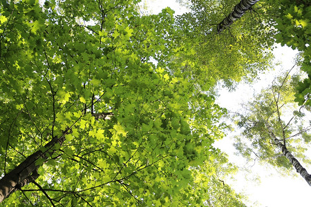 天空背景的绿色夏季树顶高清图片