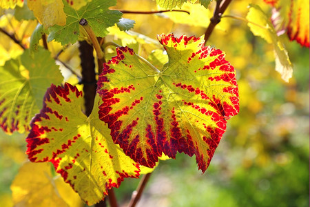 阳光下的秋葡萄叶图片