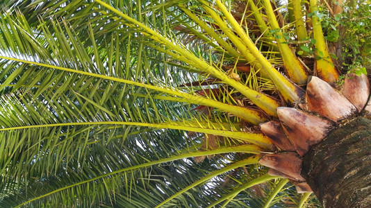 大热带棕榈树的枝和干图片