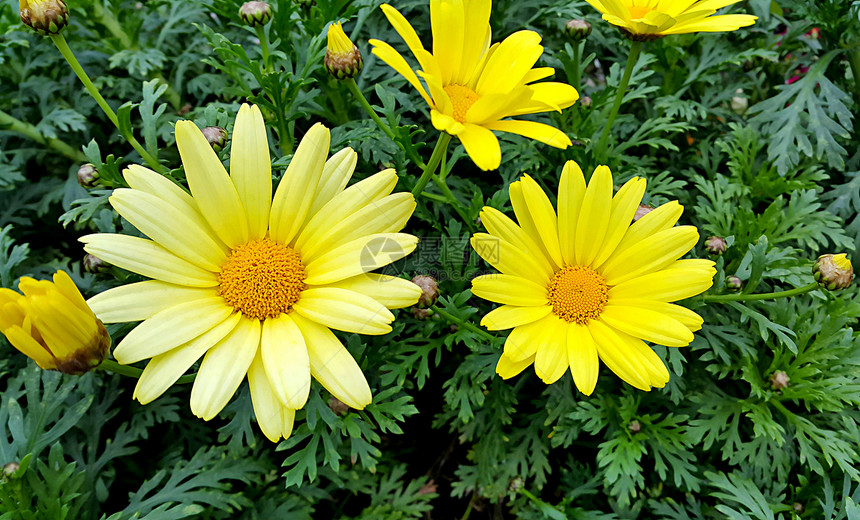 紧闭明亮的黄色花朵图片