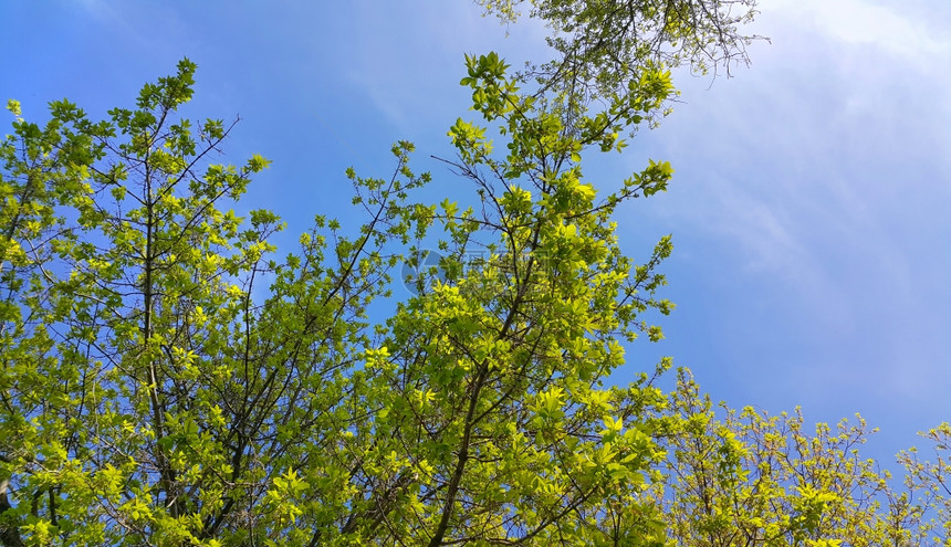 春树枝在清蓝的天空上有新鲜叶子图片